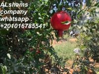 fresh Pomegranate with high quality 